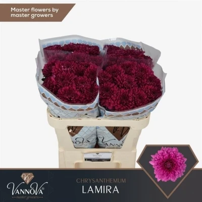 Svazek 10 jednokvětých chryzantém LAMIRA