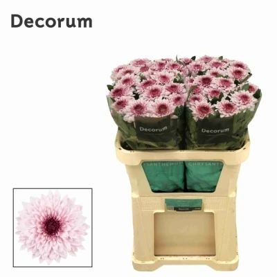 Svazek 10 jednokvětých chryzantém PIP PRETTY