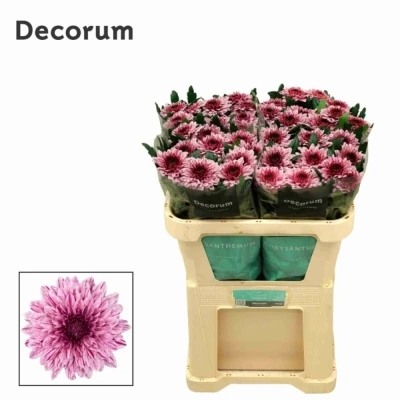 Svazek 10 jednokvětých chryzantém PIP