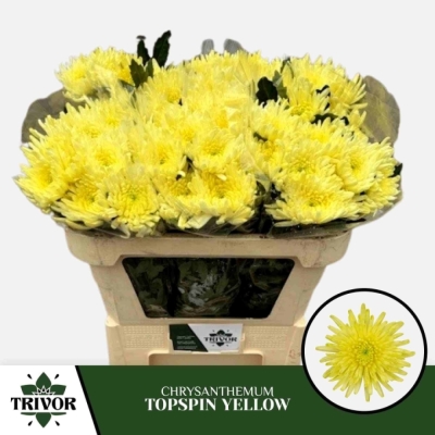 Svazek 10 jednokvětých chryzantém TOPSPIN YELLOW