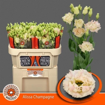 Svazek 10 jícnovky ALISSA CHAMPAGNE