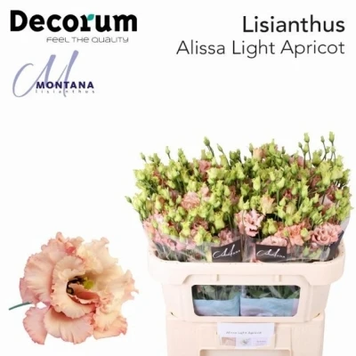 Svazek 10 jícnovky ALISSA LIGHT APRICOT 70 cm