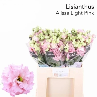 Svazek 10 jícnovky ALISSA LIGHT PINK