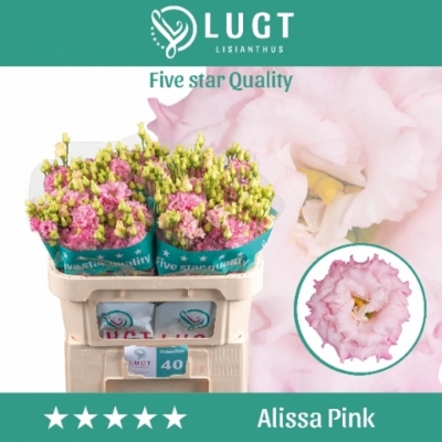 Svazek 10 jícnovky ALISSA PINK 70cm