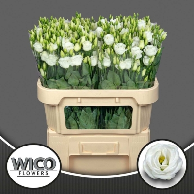 Svazek 10 jícnovky CORELLI WHITE 60 cm