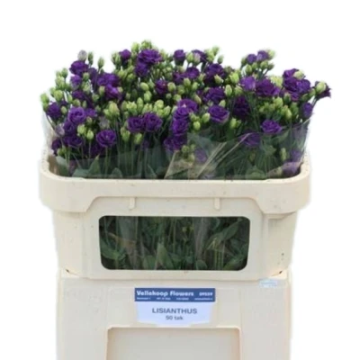 Svazek 10 jícnovky DOUBLINI BLUE