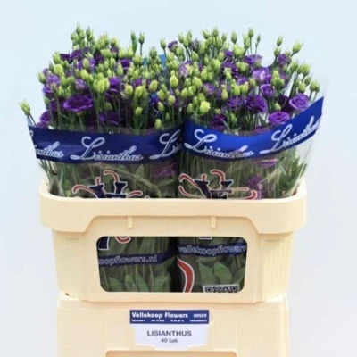 Svazek 10 jícnovky DOUBLINI BLUE 70 cm