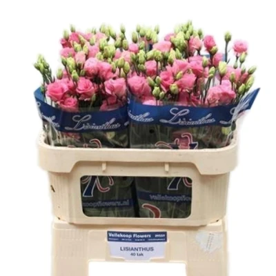 Svazek 10 jícnovky DOUBLINI ROSE