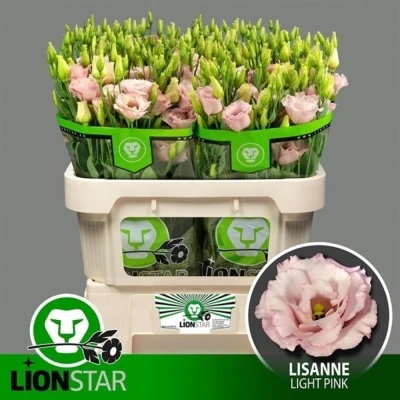 Svazek 10 jícnovky LISANNE LIGHT PINK 70 cm