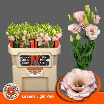 Svazek 10 jícnovky LISANNE LIGHT PINK