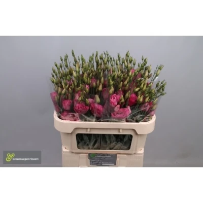 Svazek 10 jícnovky MARIACHI CARMINE 70 cm