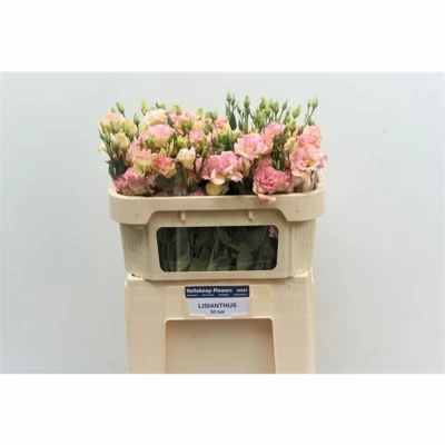 Svazek 10 jícnovky MEGALO CHAMPAGNE