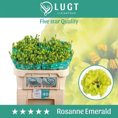 Svazek 10 jícnovky ROSANNE EMERALD 70 cm