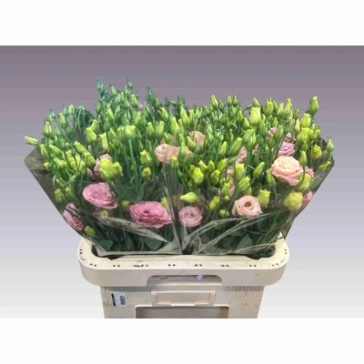 Svazek 10 jícnovky ROSITA APRICOT