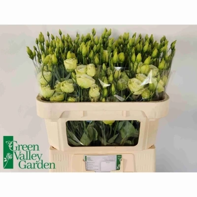 Svazek 10 jícnovky ROSITA JADE