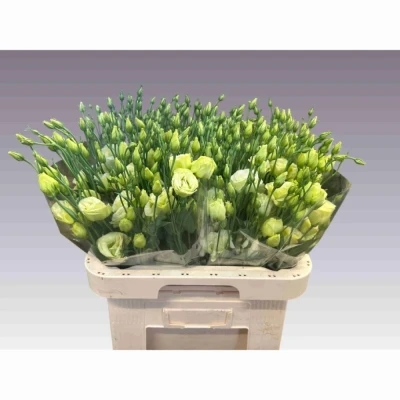 Svazek 10 jícnovky ROSITA JADE