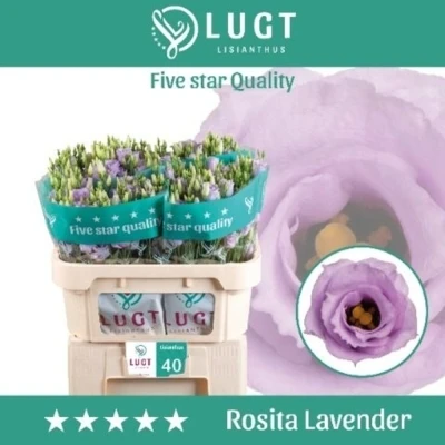 Svazek 10 jícnovky ROSITA LAVENDER 70 cm