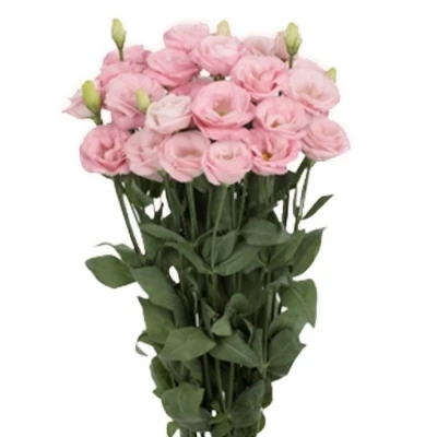 Svazek 10 jícnovky ROSITA LIGHT PINK