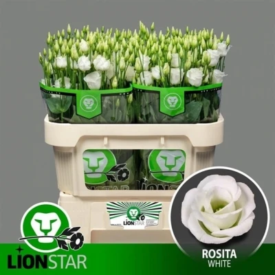 Svazek 10 jícnovky ROSITA WHITE 65cm