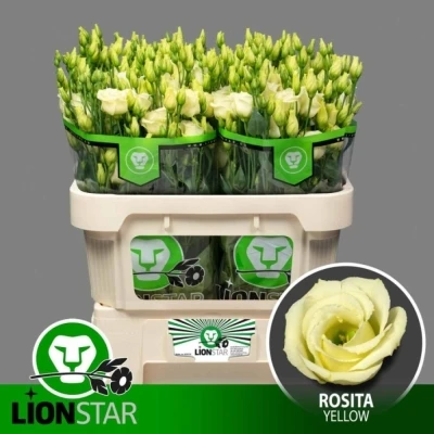 Svazek 10 jícnovky ROSITA YELLOW 70 cm