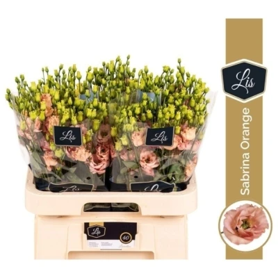 Svazek 10 jícnovky SABRINA ORANGE 60 cm