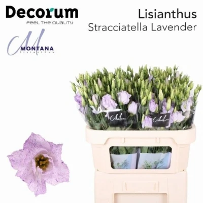 Svazek 10 jícnovky STRACCIATELLA LAVENDER 70cm