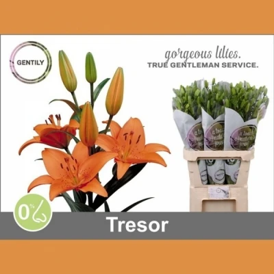 Svazek 10 lilií AS TRESOR 80cm