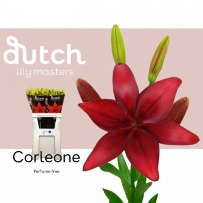 Svazek 10 lilií LA CORLEONE 80cm