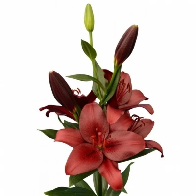 Svazek 10 lilií LA MALBEC