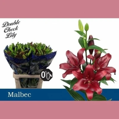 Svazek 10 lilií LA MALBEC 95cm