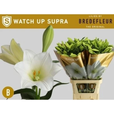 Svazek 10 lilií LO WATCH UP 85 cm