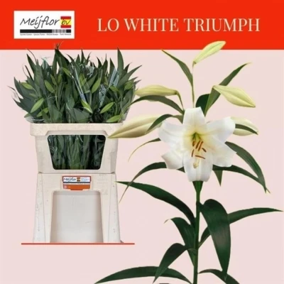 Svazek 10 lilií LO WHITE TRIUMPH 80cm