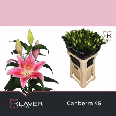 Svazek 10 orientálních lilií CANBERRA 90cm