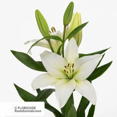 Svazek 10 lilií RICHMOND