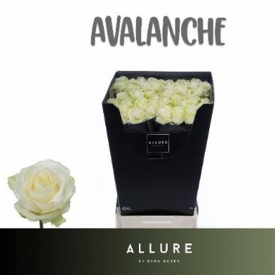 Svazek 10 luxusních růží AVALANCHE+ 90cm (XL)