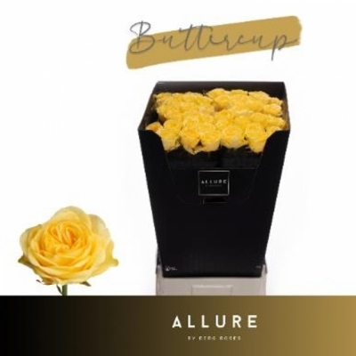 Svazek 10 luxusních růží BUTTERCUP 90cm (XL)