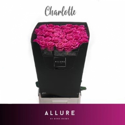 Svazek 10 luxusních růží CHARLOTTE