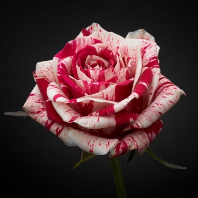 Svazek 10 luxusních růží HARLEQUIN 90cm (XL)