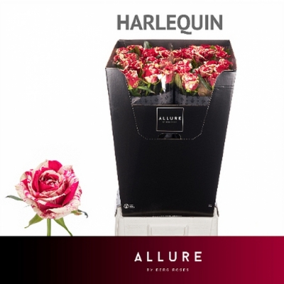 Svazek 10 luxusních růží HARLEQUIN 90cm (XL)