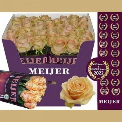 Svazek 10 luxusních růží PEARL AVALANCHE+ 90cm (XXL)