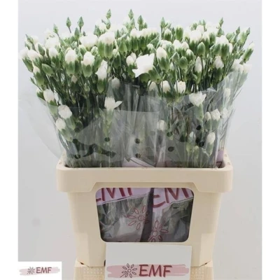 Svazek 10 mnohokvětých karafiátů ARTIC 65 cm