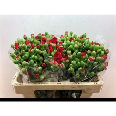 Svazek 10 mnohokvětých karafiátů BELOVED