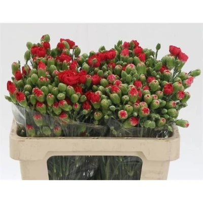 Svazek 10 mnohokvětých karafiátů BELOVED 55 cm