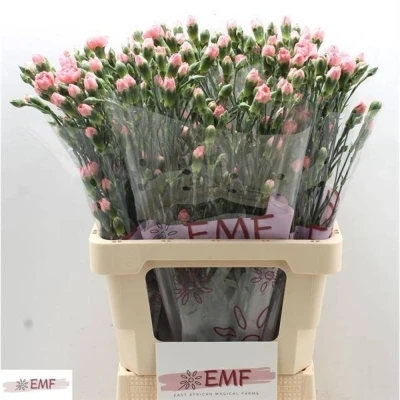 Svazek 10 mnohokvětých karafiátů BUBBLE GUM 55 cm