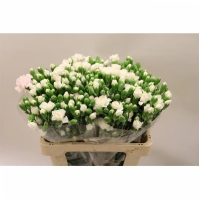 Svazek 10 mnohokvětých karafiátů BURAN 55cm