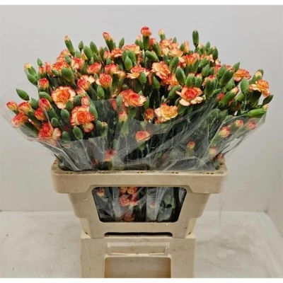 Svazek 10 mnohokvětých karafiátů CARIMBO 60 cm