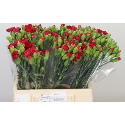 Svazek 10 mnohokvětých karafiátů CAYENNE