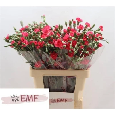 Svazek 10 mnohokvětých karafiátů CERISE AMELIE 70 cm