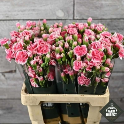 Svazek 10 mnohokvětých karafiátů CHERRY TESSINO 55 cm