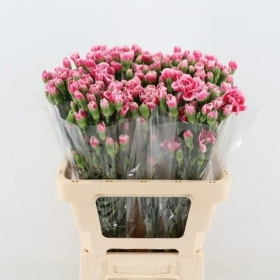 Svazek 10 mnohokvětých karafiátů CHERRY TESSINO